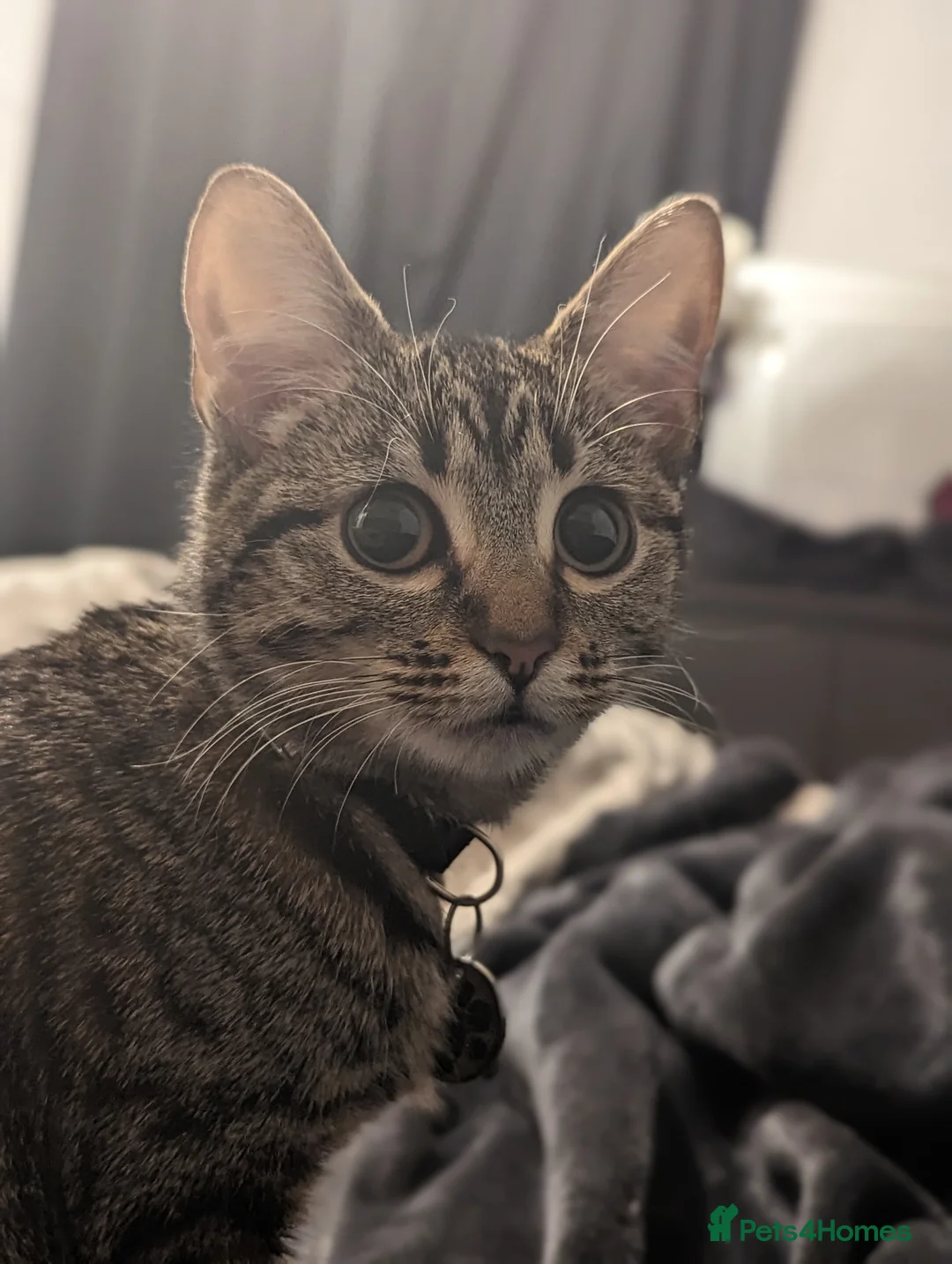 Mixed Breed cats for sale: New home needed - Advert 4