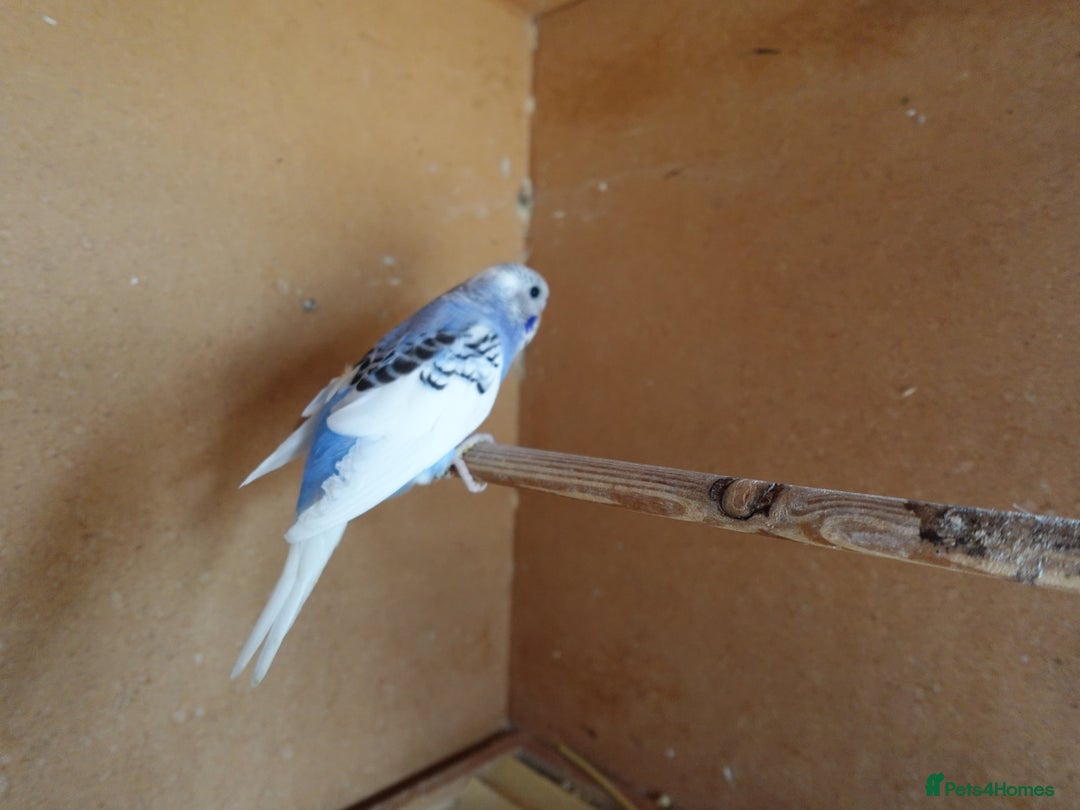 Budgerigars birds for sale: Baby Budgies For sale Greens/ Blues/Pied - Image 6