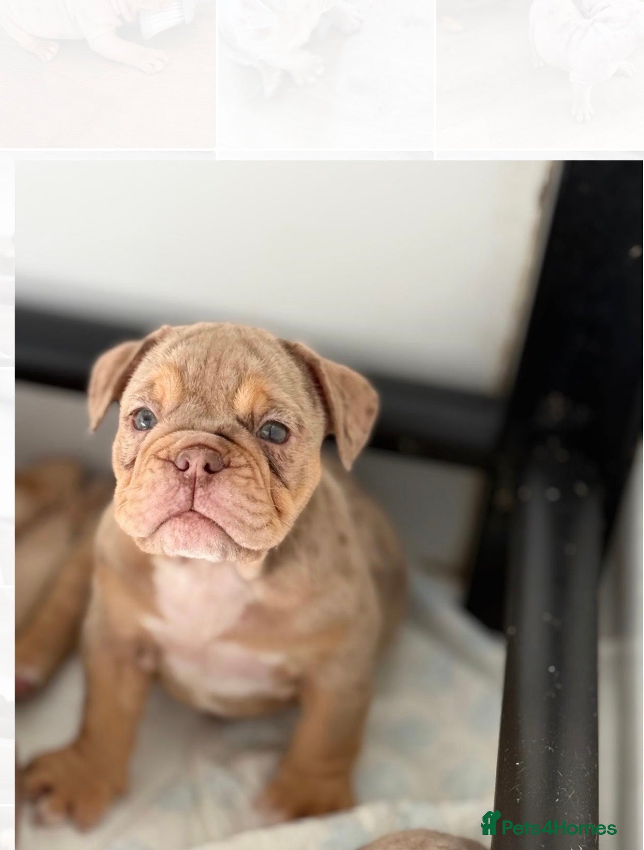 English Bulldog dogs Stunningly healthy English BullDogs 🐾 - Advert 1