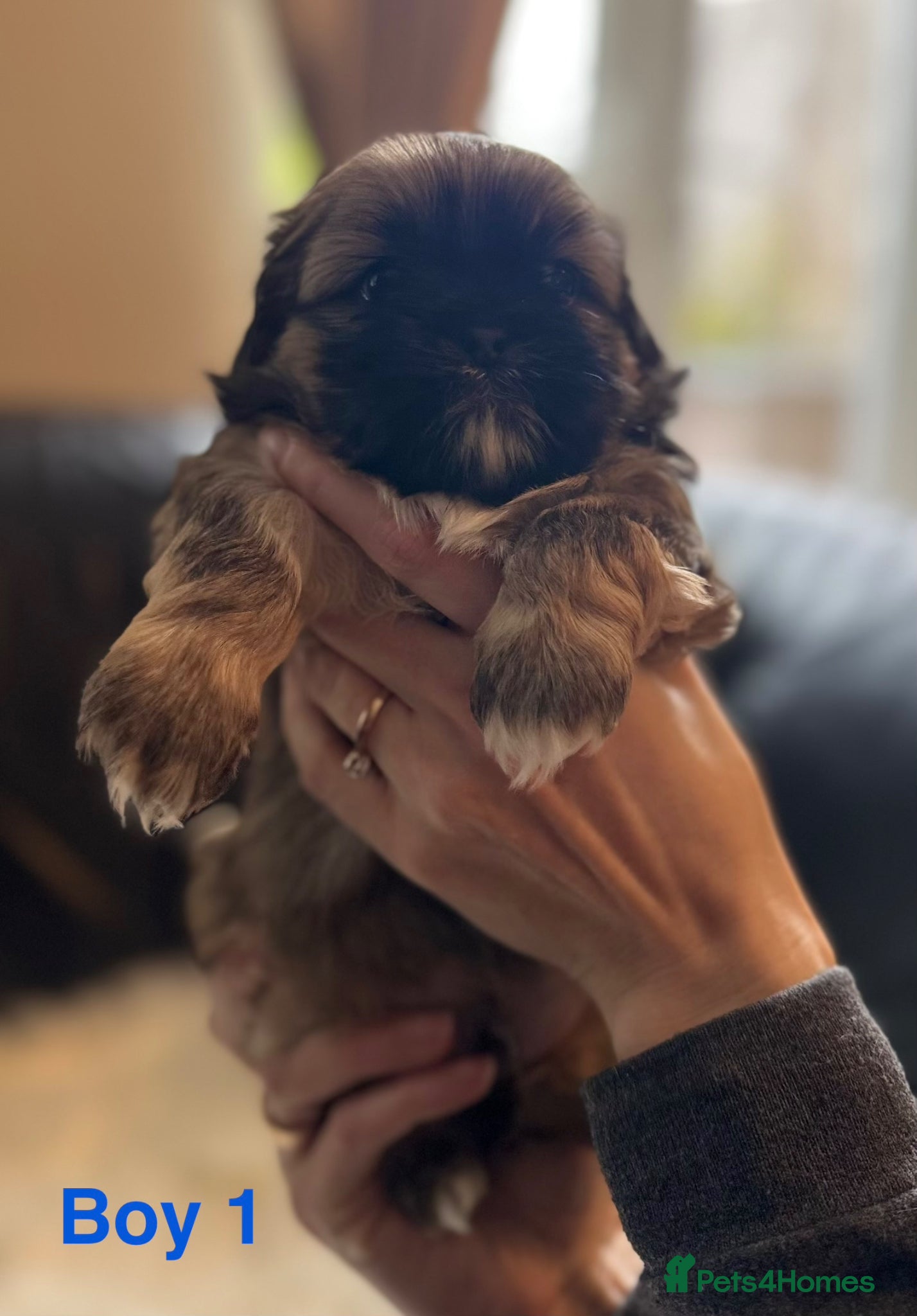 Shih Tzu dogs Beautiful Shih Tzu Puppies – Ready from 1st May - Advert 2