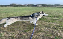 Siberian Husky dogs for sale: Stunning Siberian husky pups 1 girls  - Image 4