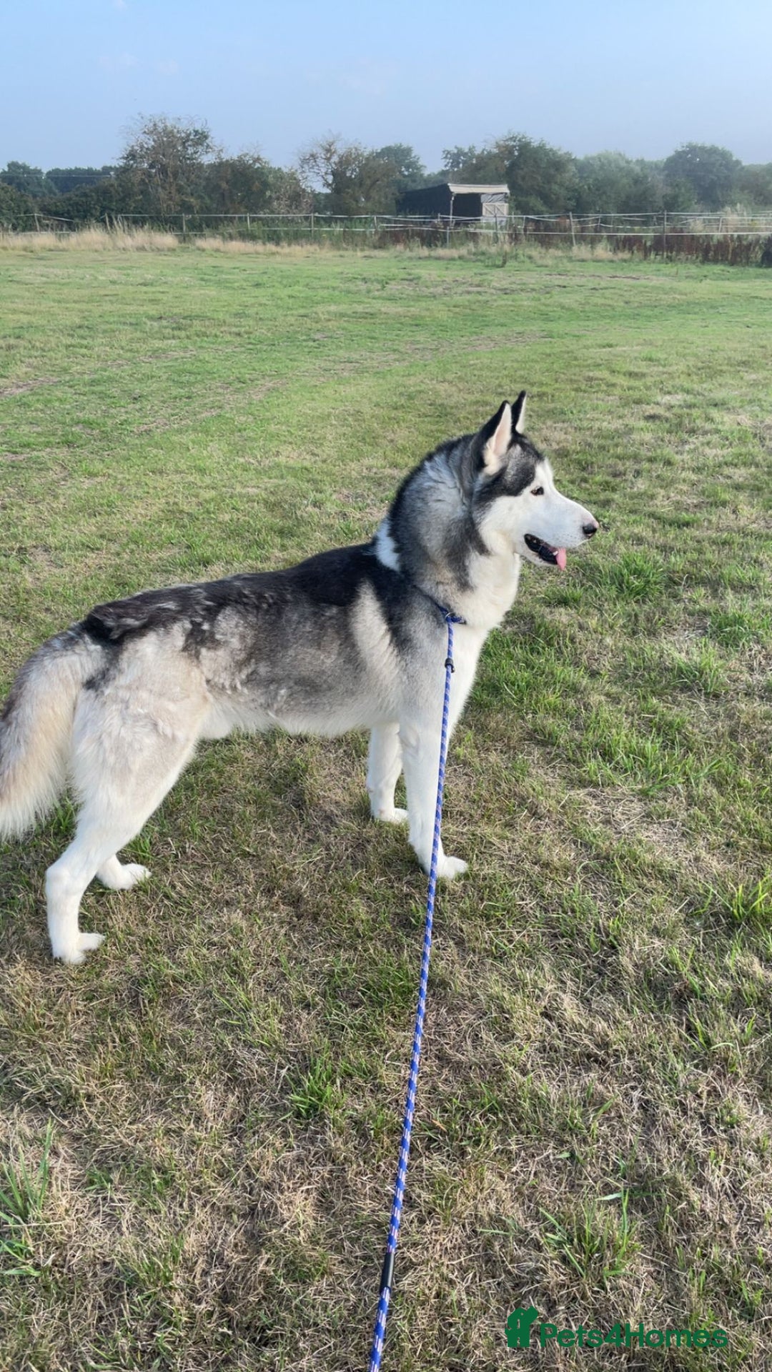 Siberian Husky dogs for sale: Stunning Siberian husky pups 1 girls  - Image 4