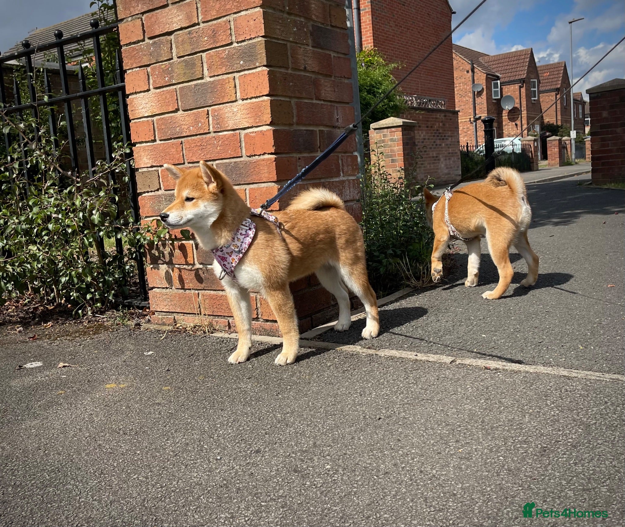 Japanese Shiba Inu dogs KC registered Japanese Shiba Inu puppies - Advert 1