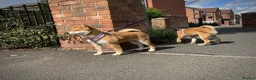 Japanese Shiba Inu dogs for sale: KC registered show quality Japanese Shiba Inu - Advert 10