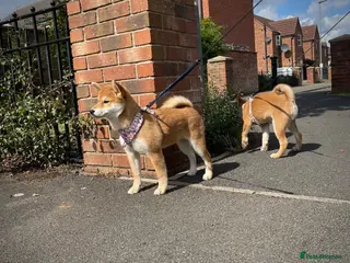 Japanese Shiba Inu dogs KC registered Japanese Shiba Inu puppies - Advert 1
