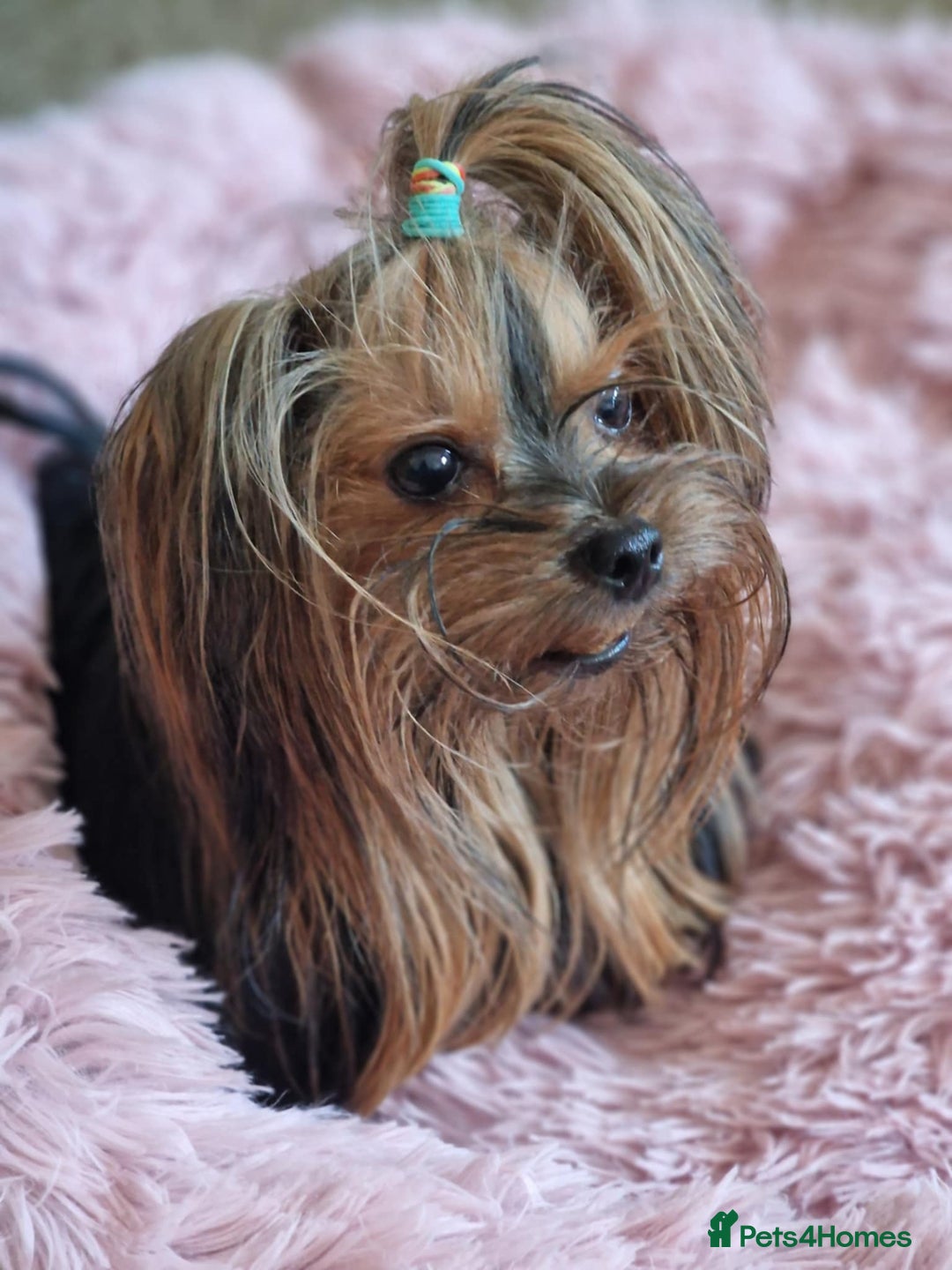 Yorkshire Terrier dogs for sale: Hi Mini Yorkshire Terrier for sale - Image 17