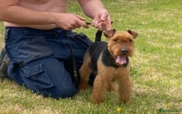 Lakeland Terrier dogs for sale: Quality Lakeland terrier pups  - Image 5