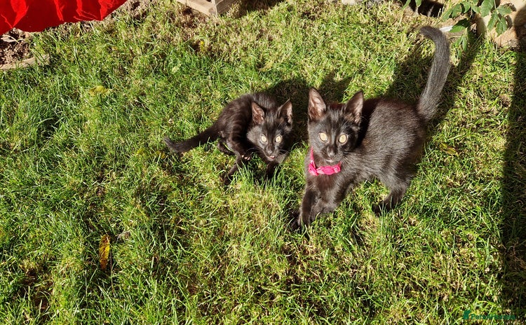 British Shorthair cats - Advert 1