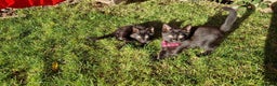 British Shorthair cats for sale: Two black Kittens - Advert 1