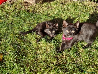 British Shorthair cats - Advert 13