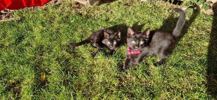 British Shorthair cats - Advert 1