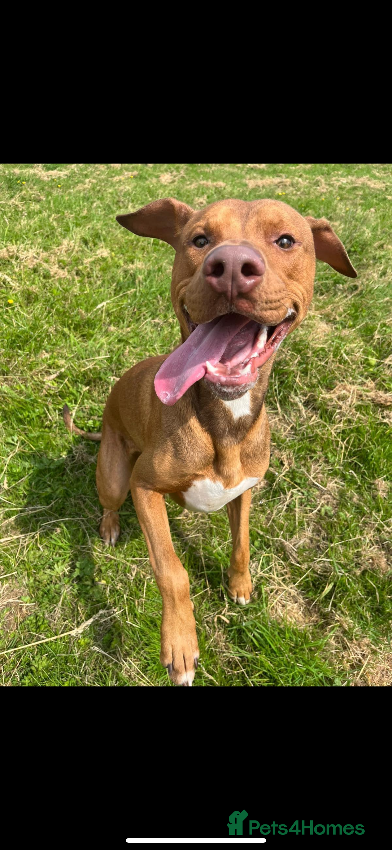 Mixed Breed dogs 2 Year Old Doberman cross American Bully - Advert 1