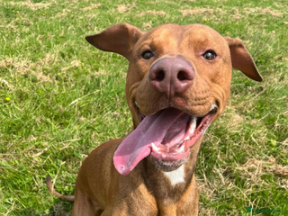 Mixed Breed dogs 2 Year Old Doberman cross American Bully - Advert 1