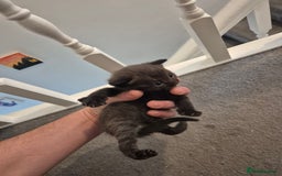 British Shorthair cats for sale: 5 kittens looking for a new home - Image 4