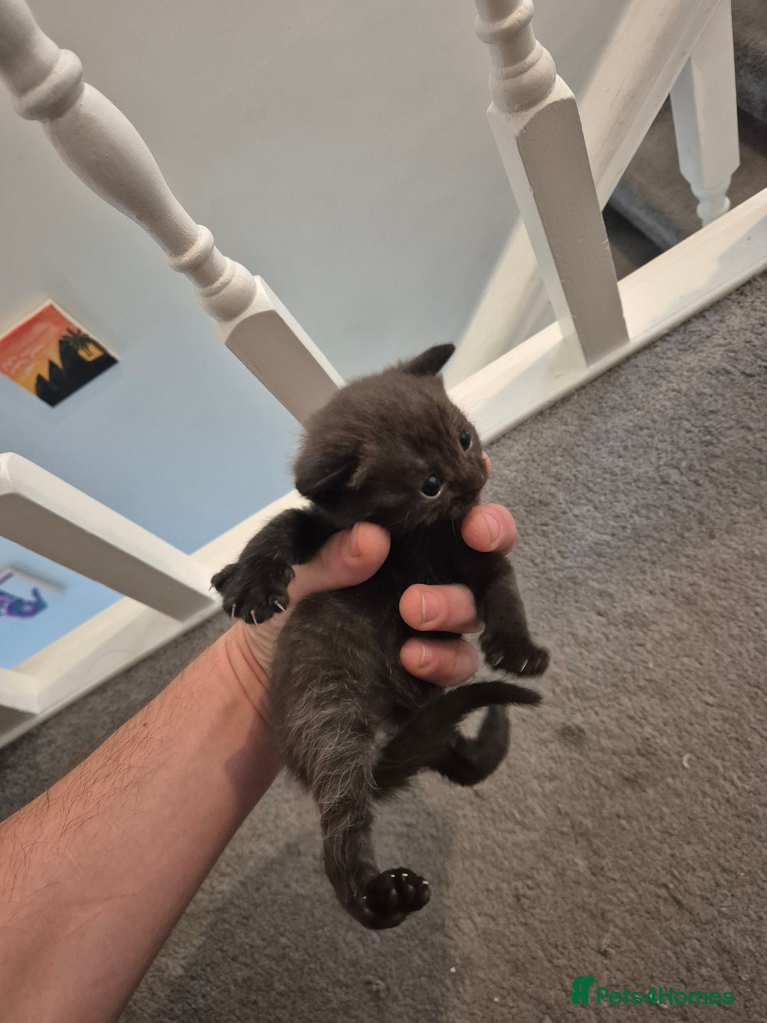 British Shorthair cats for sale: 5 kittens looking for a new home - Image 4