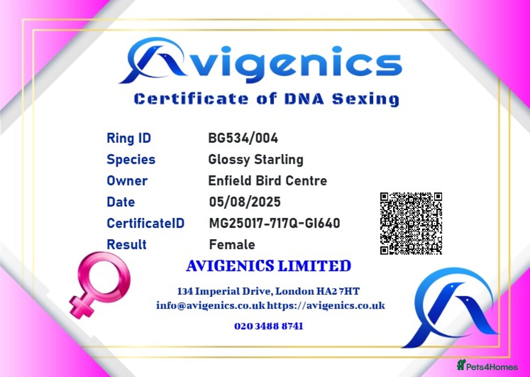 Softbills birds for sale: Greater Blue-eared Starling - Image 5