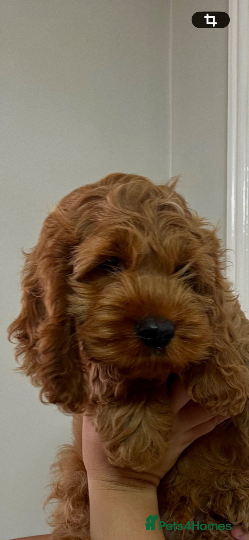 Cockapoo dogs *** HEALTH TESTED AMERICAN COCKAPOOS ** - Advert 2