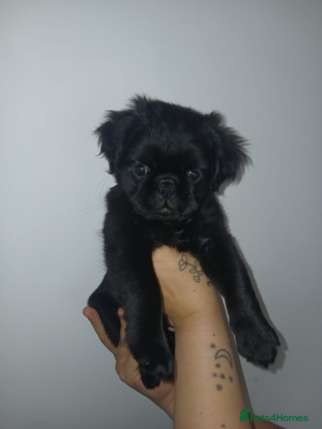 Pug dogs for sale: Pug puppies fluffy ready to leave  in Hemel Hempstead - Image 3