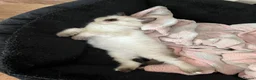 Ragdoll cats for sale: Beautiful seal point ragdoll - Advert 4
