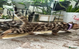 Bengal cats for sale: ❤️ Gorgeous Pure Bengal Kittens Available ❤️ - Image 22