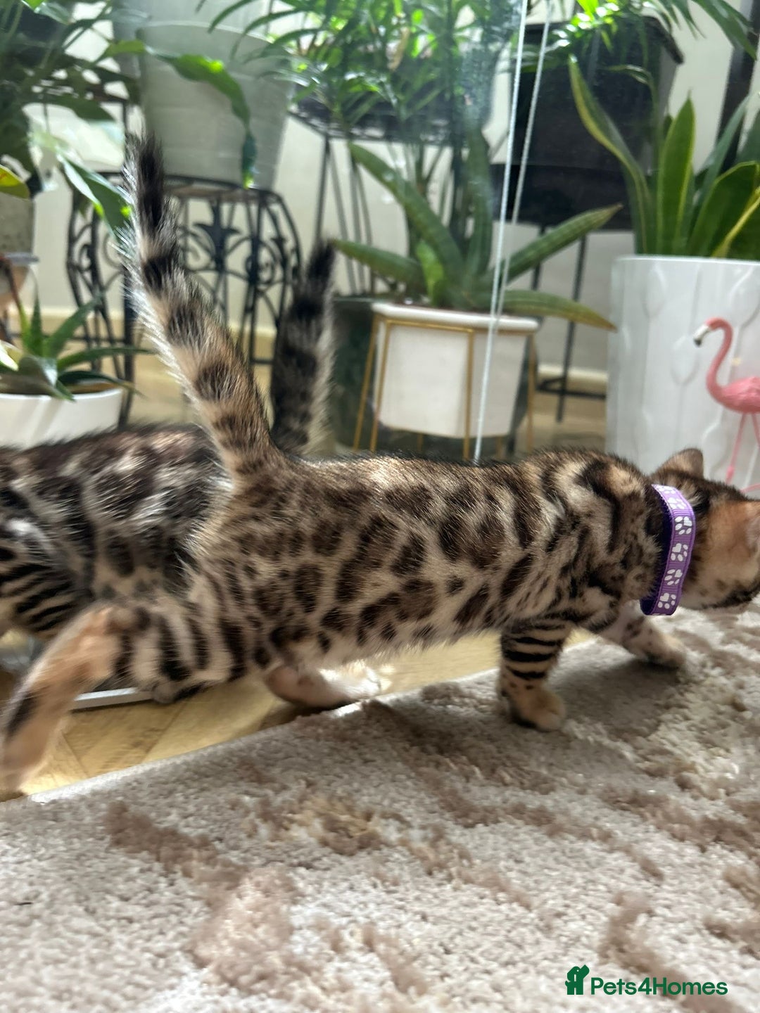 Bengal cats for sale: ❤️ Gorgeous Pure Bengal Kittens Available ❤️ - Image 22