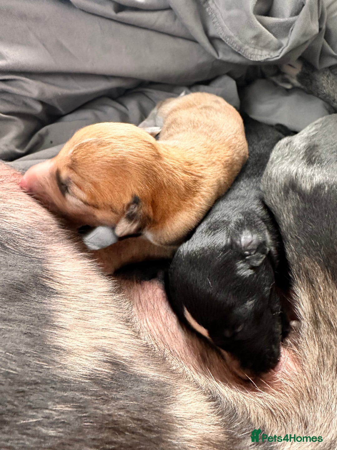 Lurcher dogs for sale: Beautiful lurcher puppies  - Advert 14