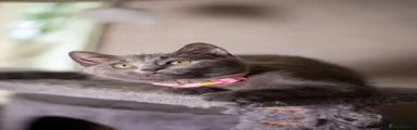 British Shorthair 2