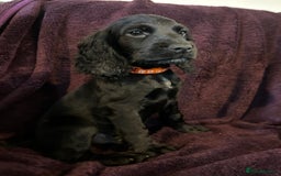 Cocker Spaniel dogs for sale: Working cocker spaniel puppies - Only 3x pups left - Image 1