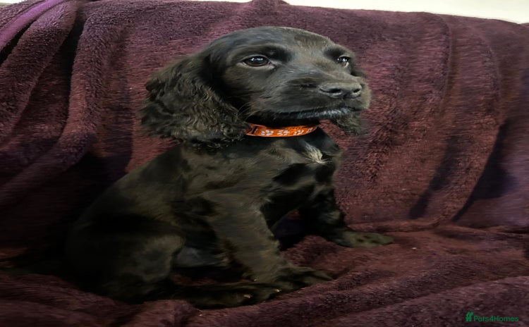 Cocker Spaniel dogs - Advert 10