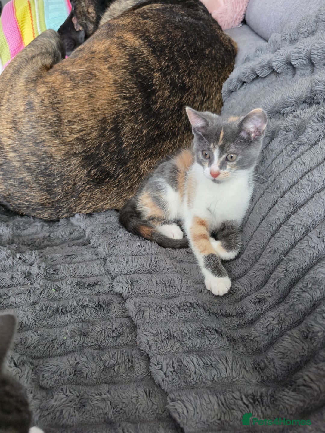 Mixed Breed cats for sale: Cali girl looking for home - Image 4