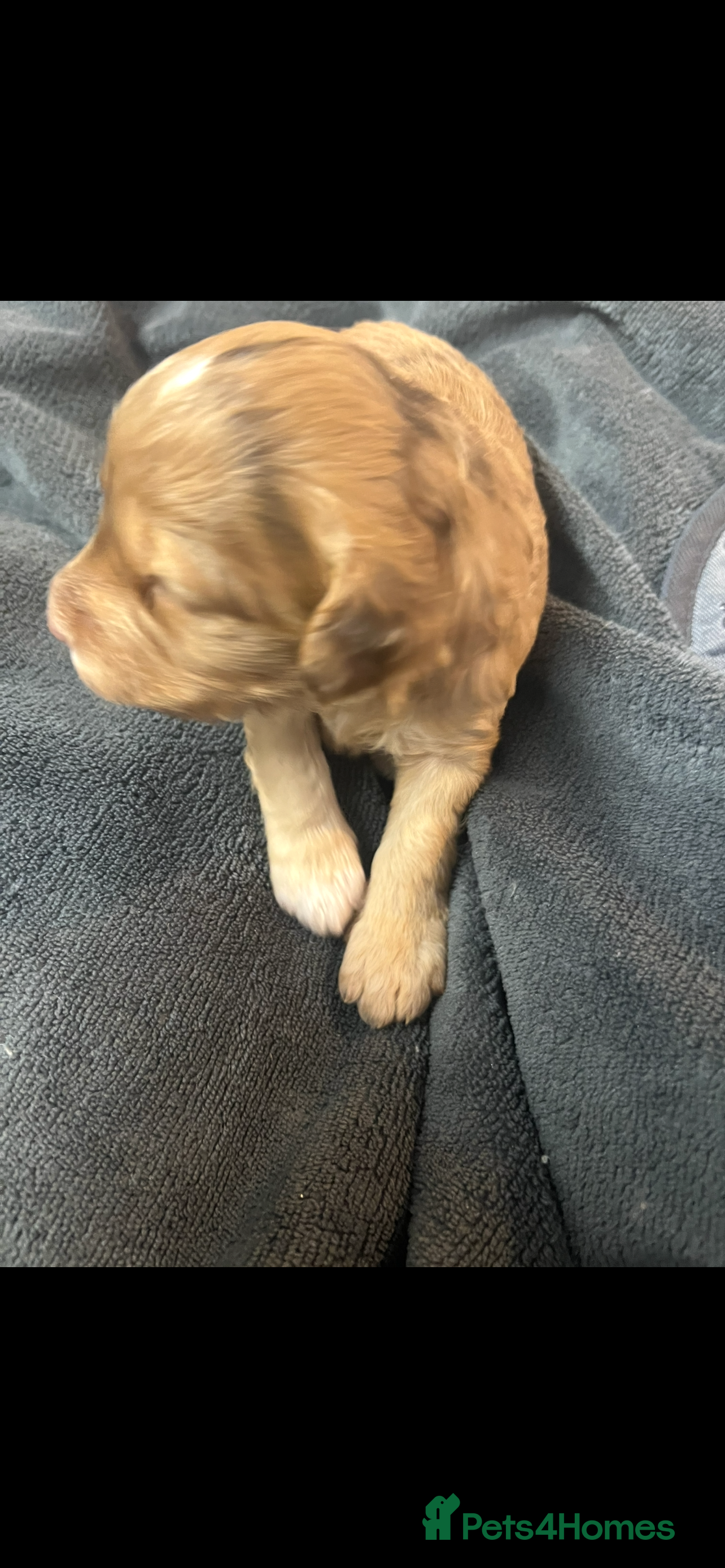 Cockapoo dogs £900 (LAST 1) Apricot Miniature Cockapoo - Advert 5