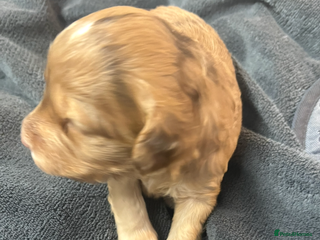 Cockapoo dogs £900 (LAST 1) Apricot Miniature Cockapoo - Advert 5