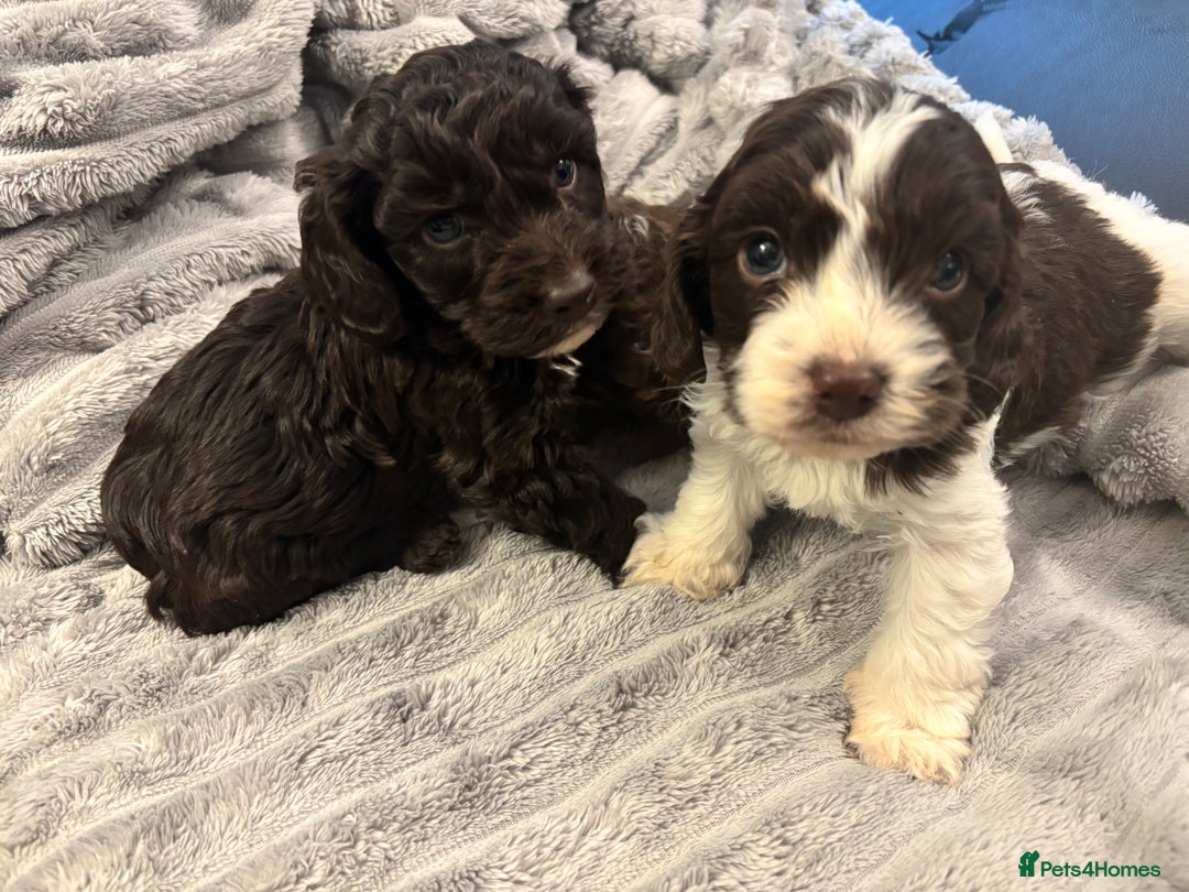 Cockapoo dogs for sale: 2 male cockapoo puppies  - Image 15