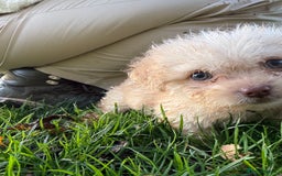 Poochon dogs for sale: READY FOR HER NEW PAW PACK  - Advert 32