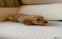 Cockapoo dogs for sale: Cockapoo Pure Breed  in Peterborough - Image 6