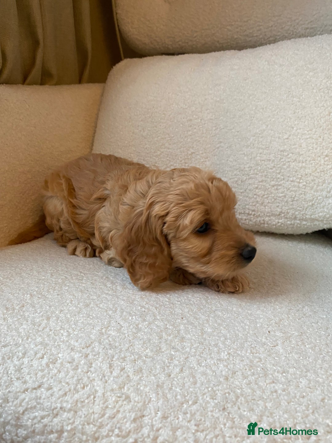 Cockapoo dogs for sale: Cockapoo Pure Breed  in Peterborough - Image 6