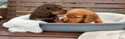 Cocker Spaniel dogs for sale:  🐾 KC Registered Cocker Spaniel Puppies - Advert 8