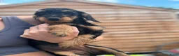 Doxiepoo dogs for sale: puppy  - Advert 3