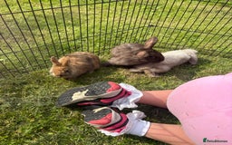 Mini Lion Lop rabbits for sale: Super friendly and loving babies - Image 10