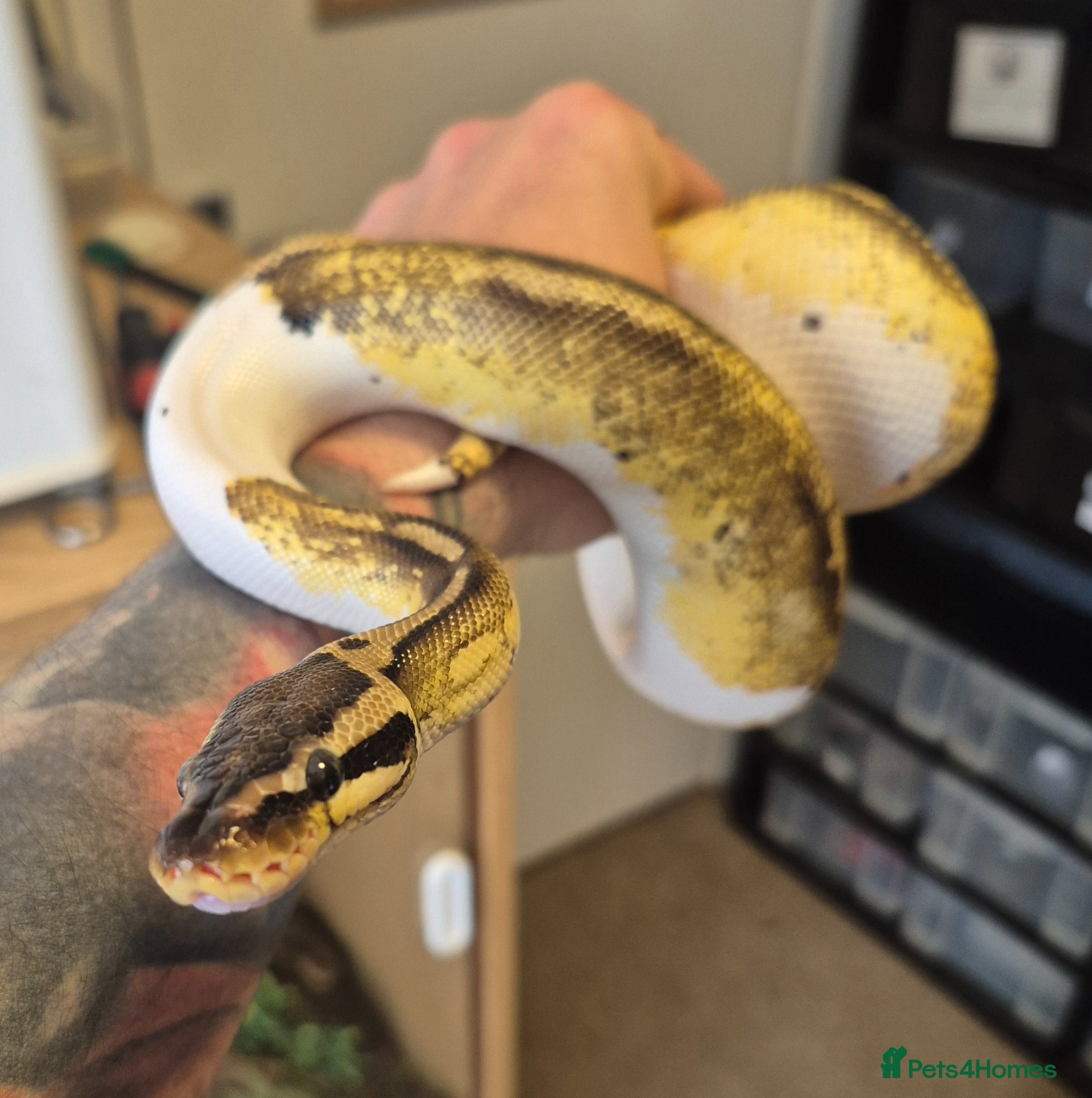 Python Snake reptiles 2x Royal Pythons for sale Female and Male  - Advert 1