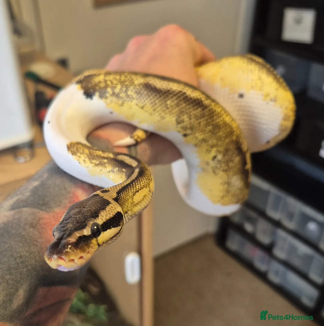 Python Snake reptiles for sale: 2x Royal Pythons for sale Female and Male  - Advert 1