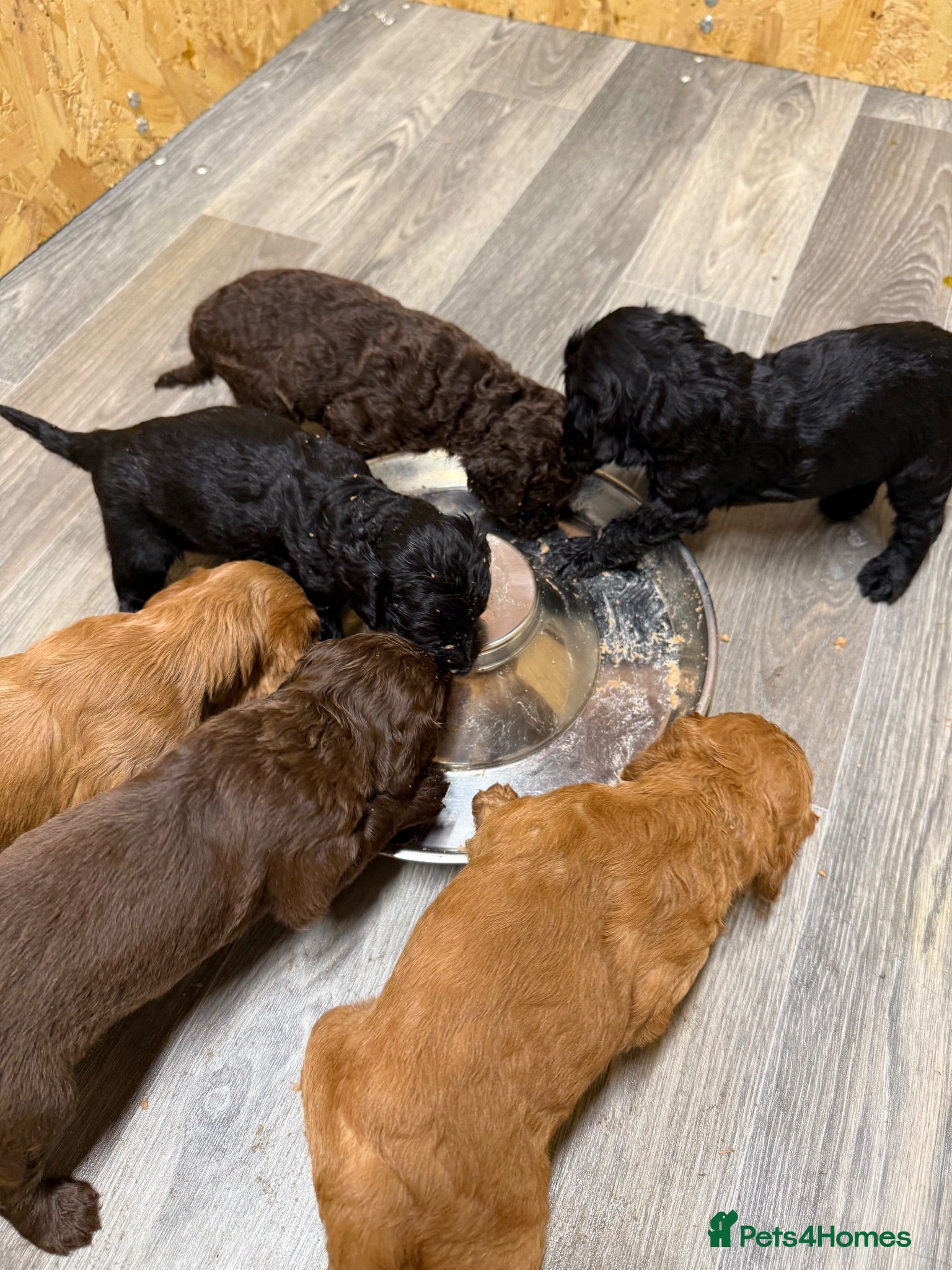 Cockapoo dogs Stunning Cockapoo Puppies - 4 Puppies Left  - Advert 2