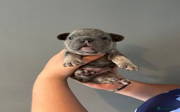 French Bulldog dogs for sale: Blue /tan Frenchbull dog - Image 5
