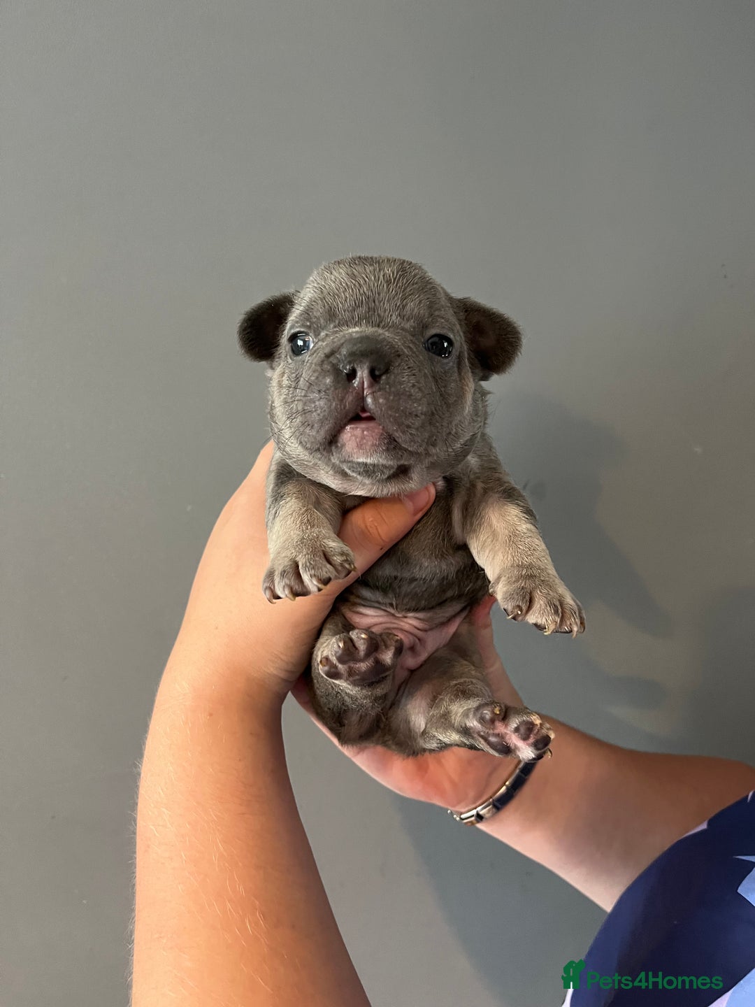 French Bulldog dogs for sale: Blue /tan Frenchbull dog - Image 5