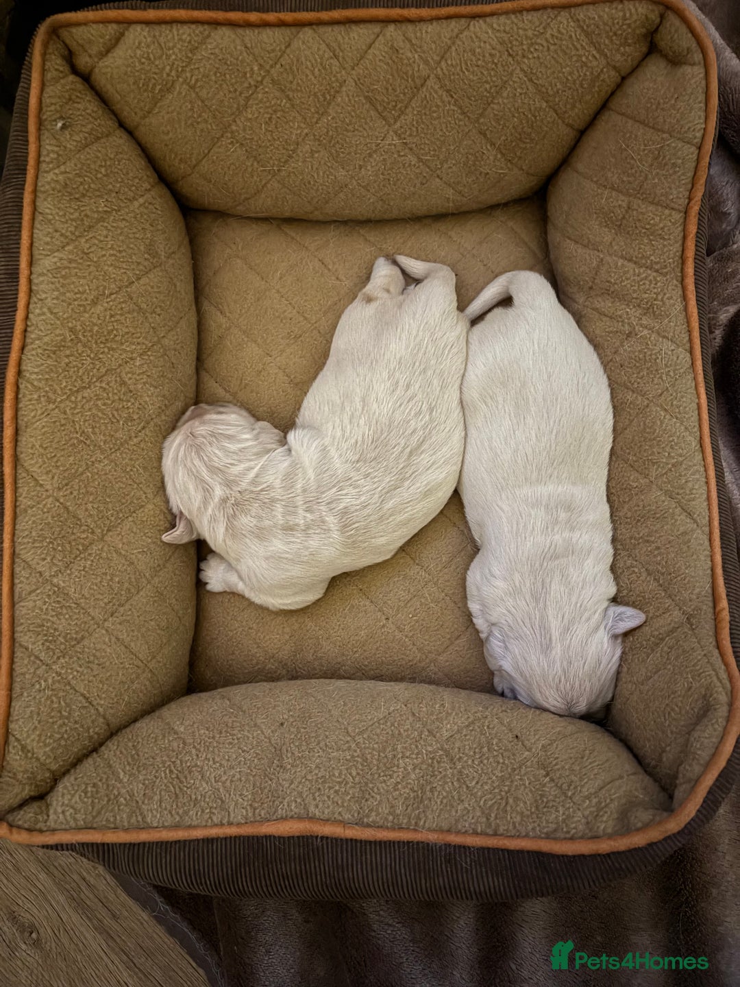 Golden Retriever dogs for sale: KC registered Golden retriever boy puppy - Advert 17