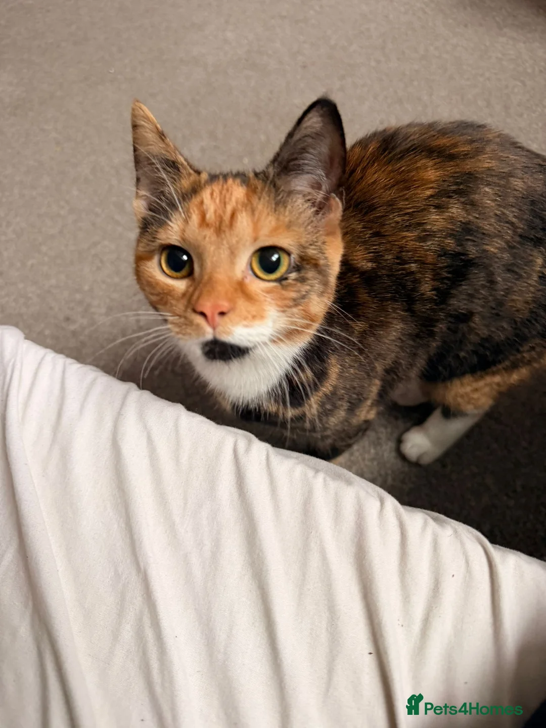 Mixed Breed cats for sale: Female ginger tabby  in Gloucester - Advert 2