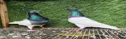 Pigeons birds for sale: Beautiful Vaccinated Pigeons – Quick Sale £20 - Advert 29