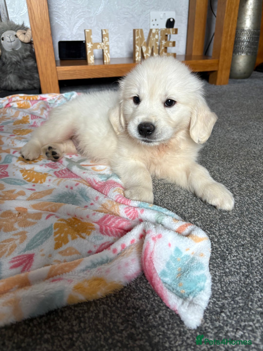 Golden Retriever dogs for sale: Golden retriever puppies  - Image 18