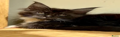 Maine Coon 4