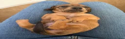 Miniature Dachshund dogs for sale: 5 beautiful miniature dachshund  - Advert 21
